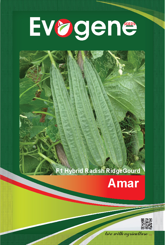 Ridge Gourd- Amar