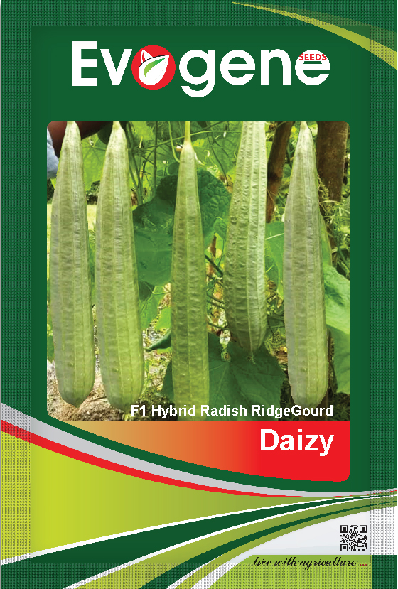 Ridge Gourd- Daizy