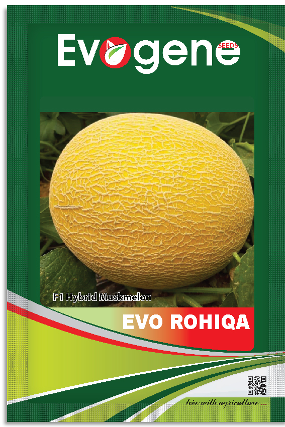 Musk Melon- Evo Rohiqa
