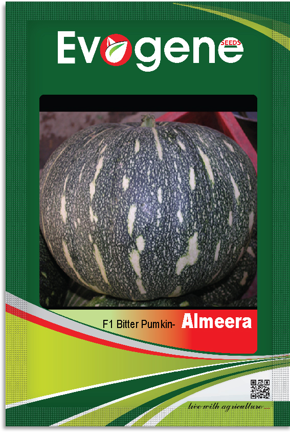 Pumpkin- Almeera 1123