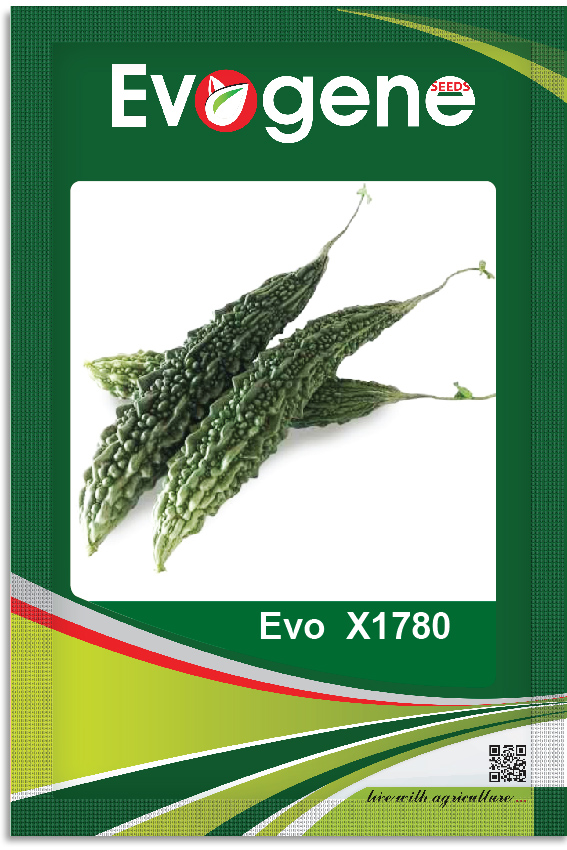 Botter Gourd- Evo  X1780
