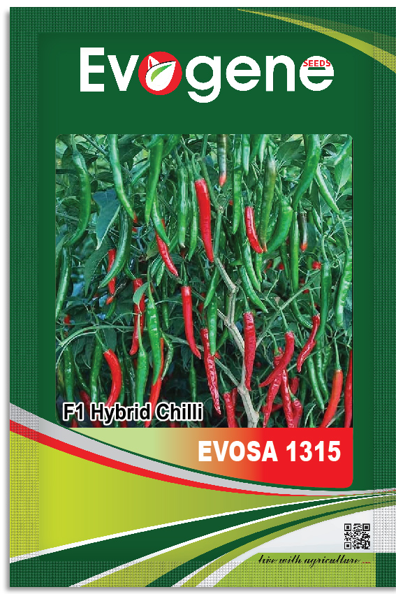 Chilli- Evosa 1315