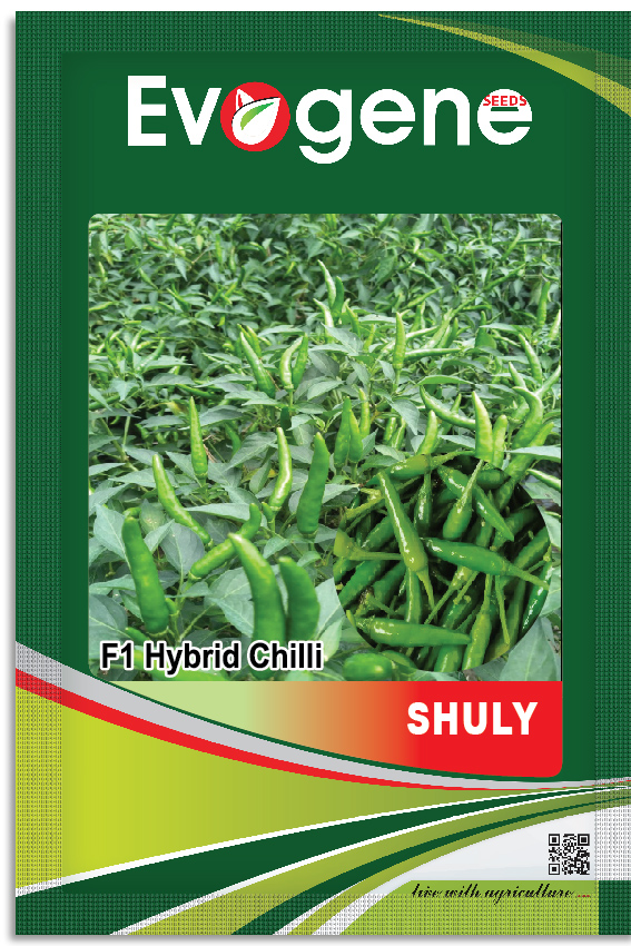 Chilli- Shuly