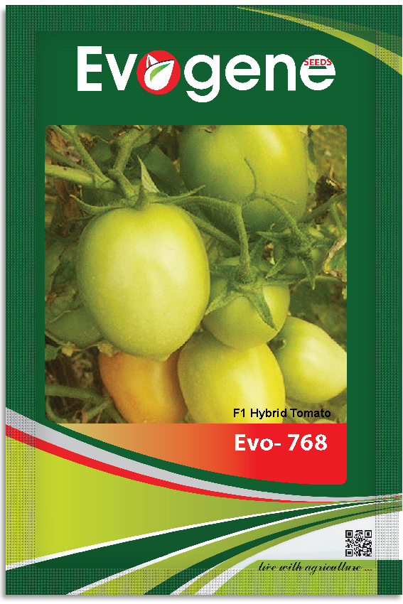 Tomato- Evo 768